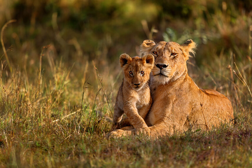 tanzania lion and cub