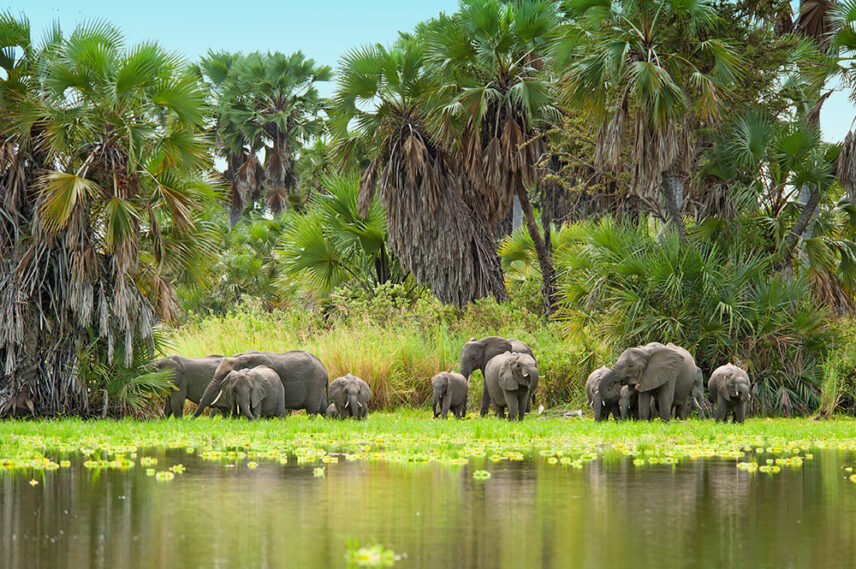 tanzania selous game reserve