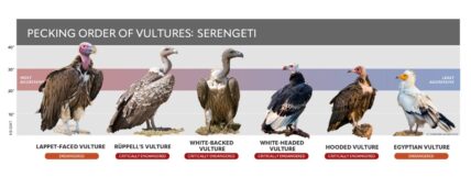 pecking order of vultures