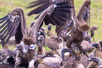 vultures gather around kill