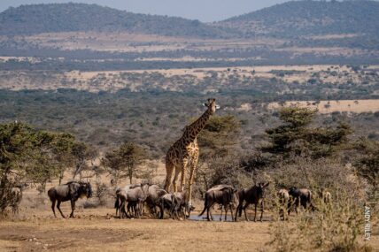 giraffe and wildebeest drink from water hole