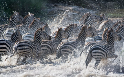 zebras splash through river