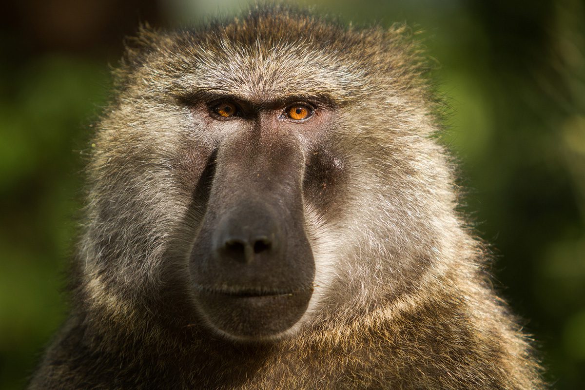portrait of baboon