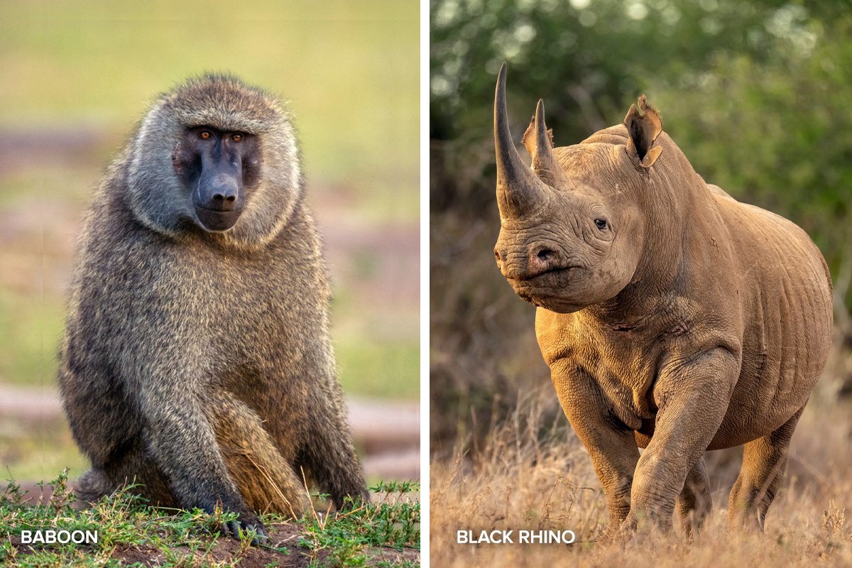 baboon rhino quiz
