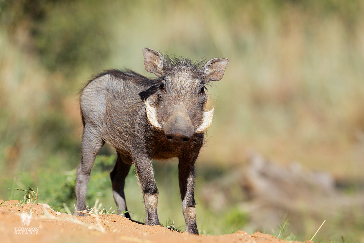 baby animal quiz answer warthog