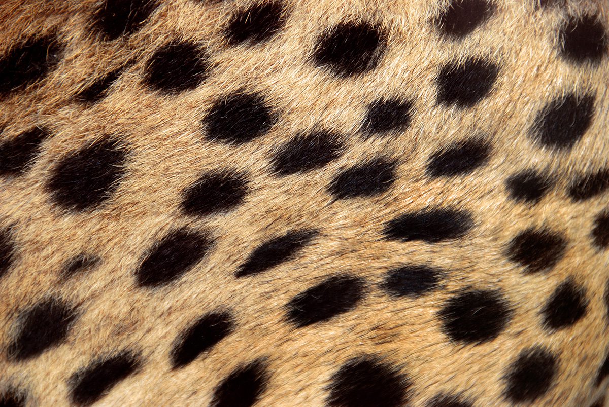 cheetah spots closeup detail