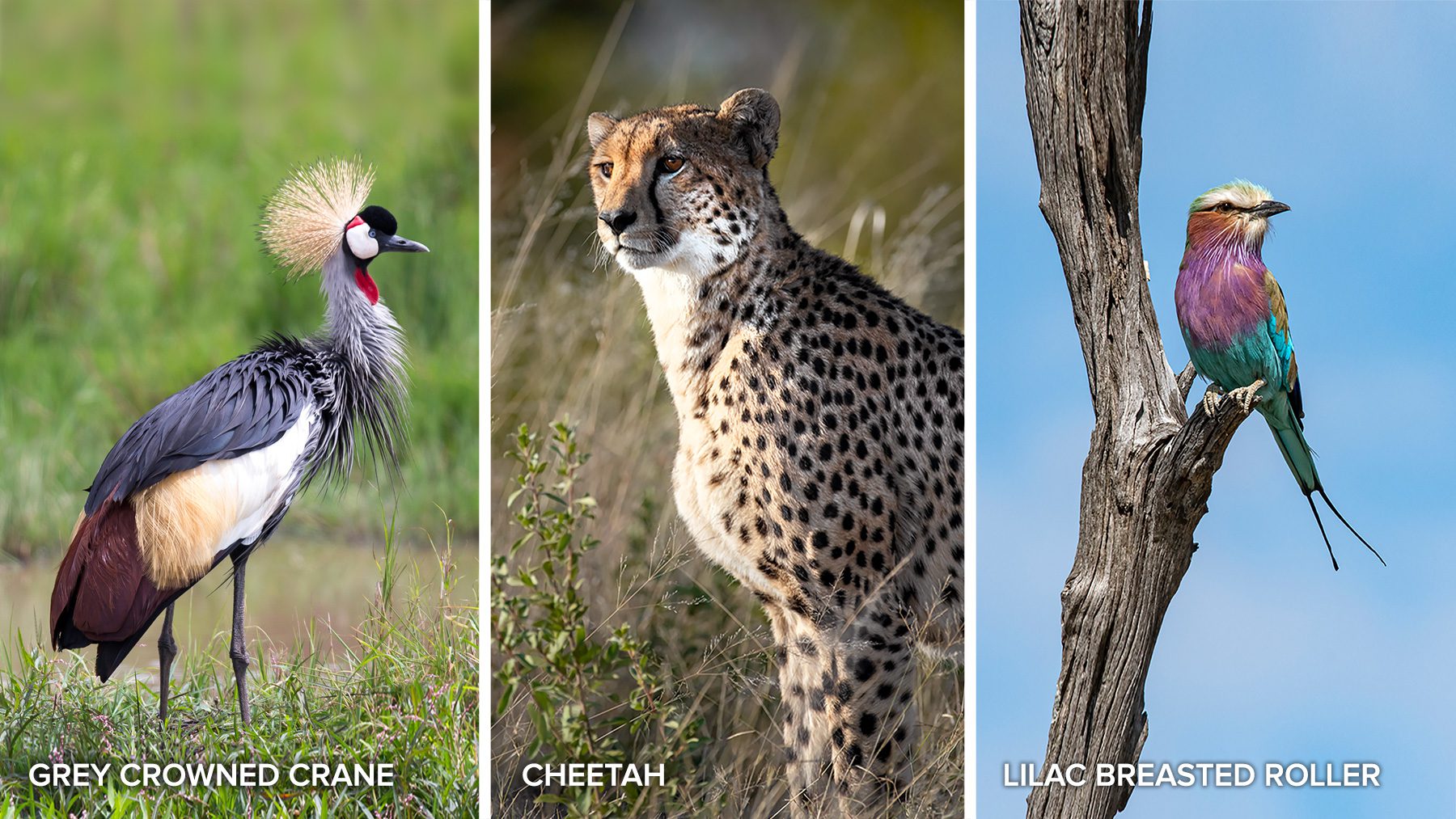 crane cheetah and lilac breasted roller quiz