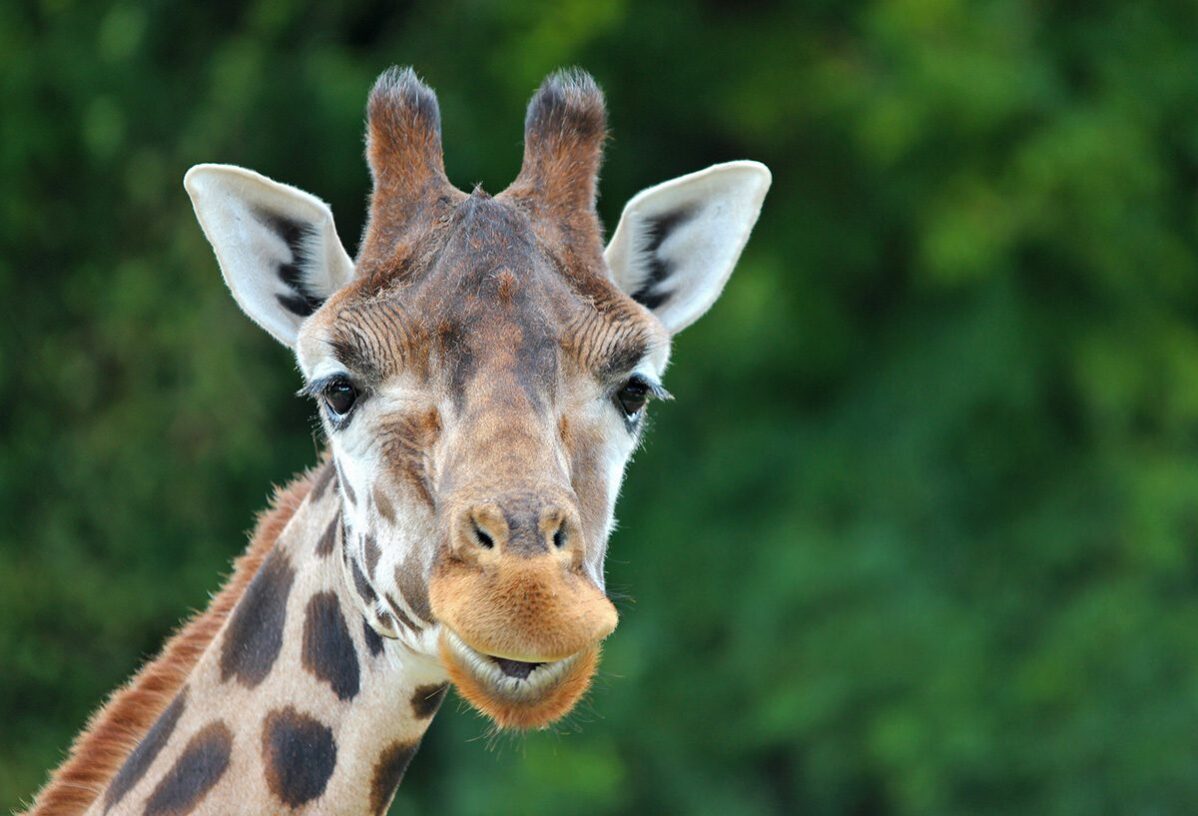 giraffe head green background