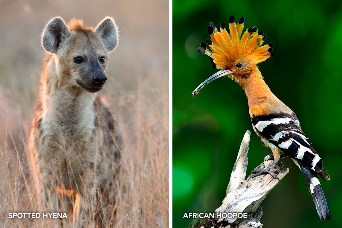 hyena and hoopoe