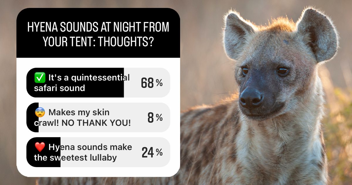 hyena instagram poll results