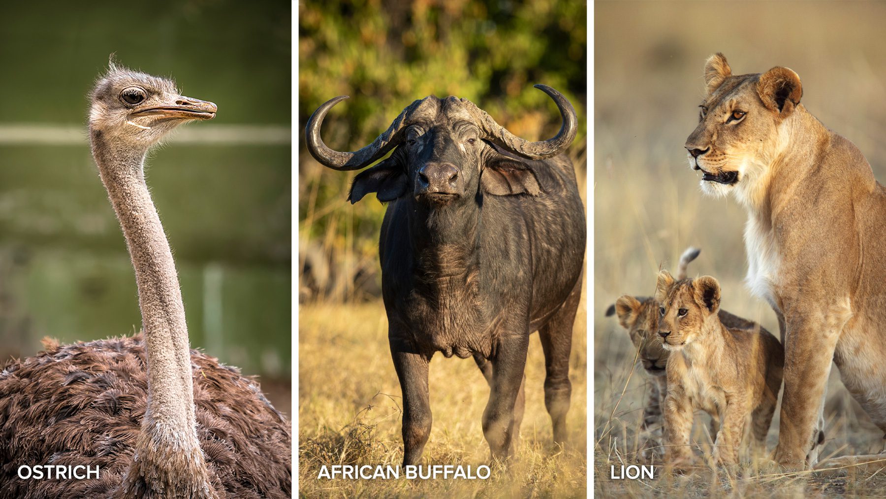 ostrich buffalo lion quiz