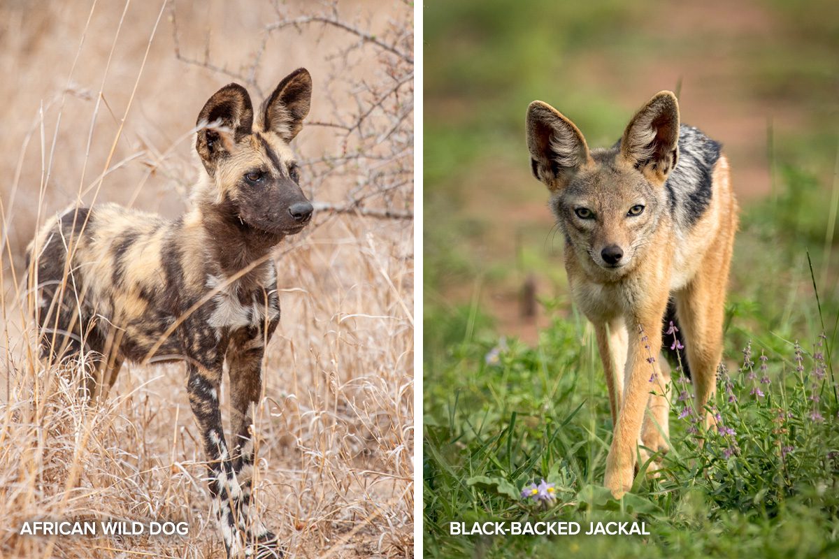 wild dog and jackal
