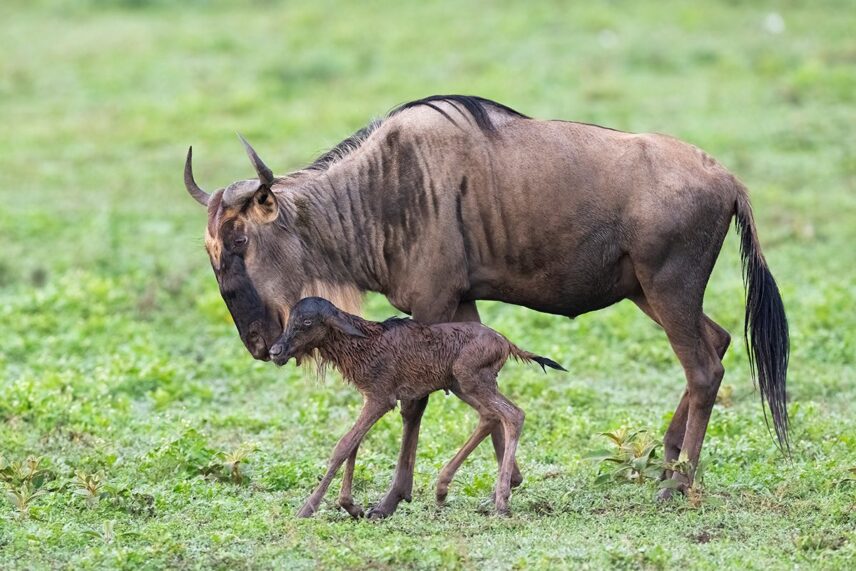 newborn wildebeest calf with mother in serengeti tanzania