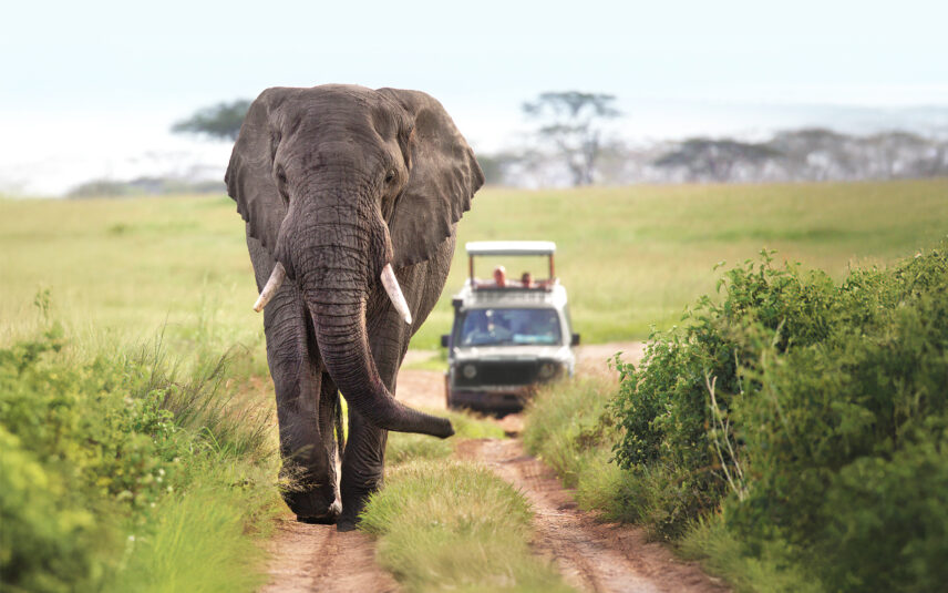 elephant and vehicle on thomson safari in tanzania