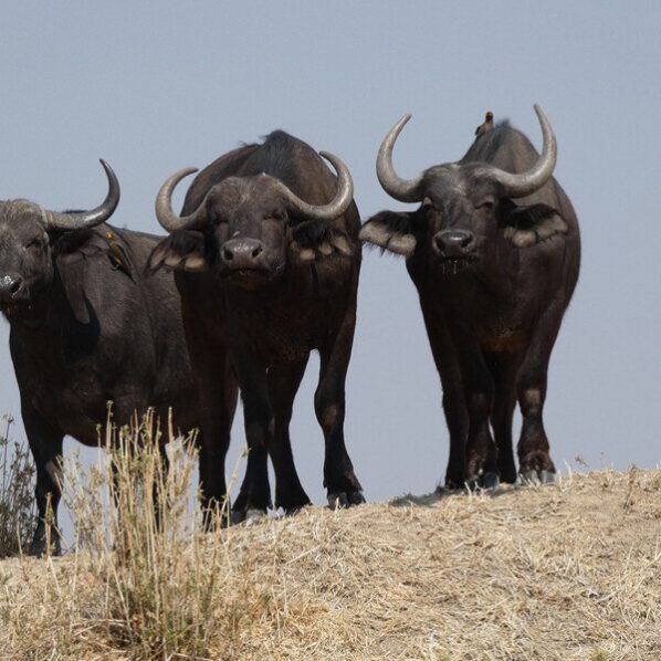 three african buffalo