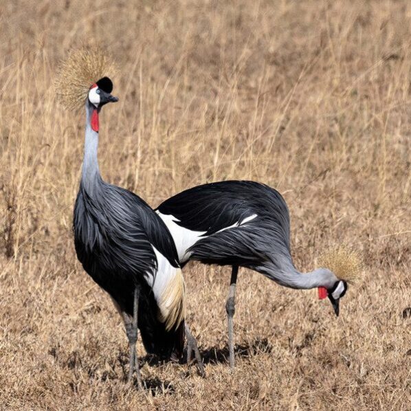 crowned cranes in ngorongoro crater