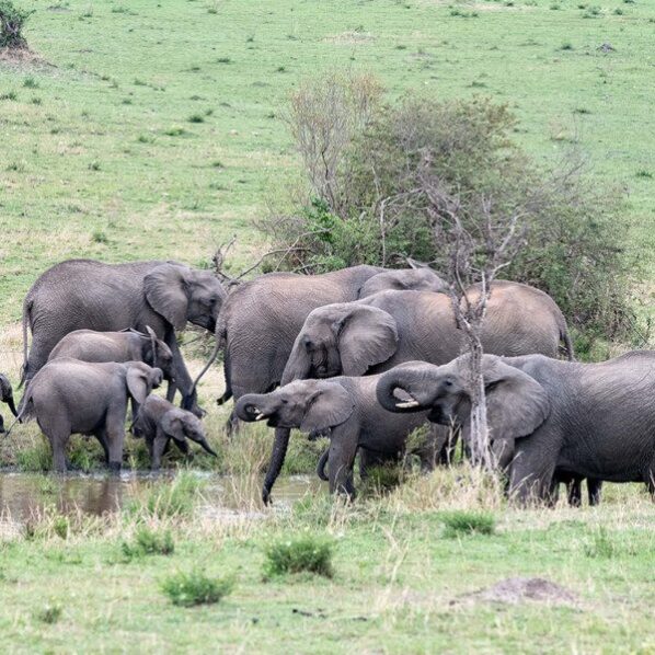 elephants at watering hole in serengeti