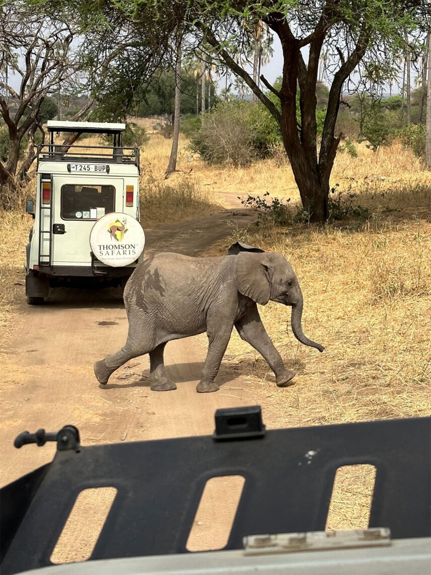 baby elephant crosses road with thomson landrover vehicle in background