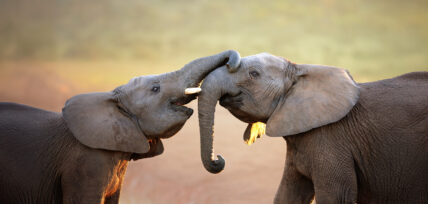 playful elephant calves in serengeti