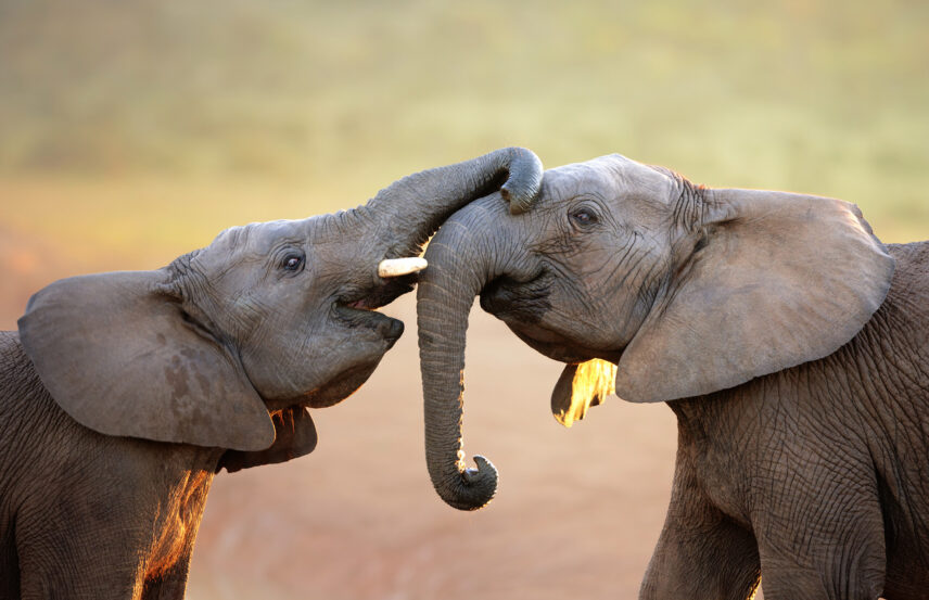 playful elephants locking trunks in tanzania