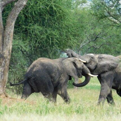 elephants fighting in serengeti tanzania