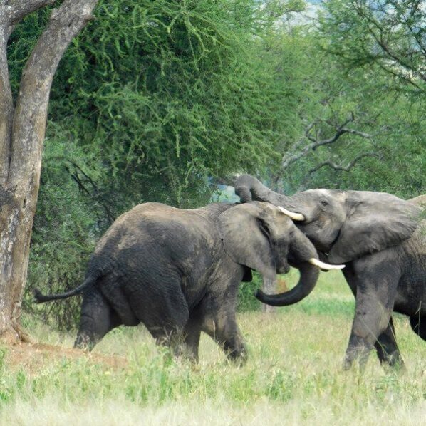 elephants fighting in serengeti tanzania