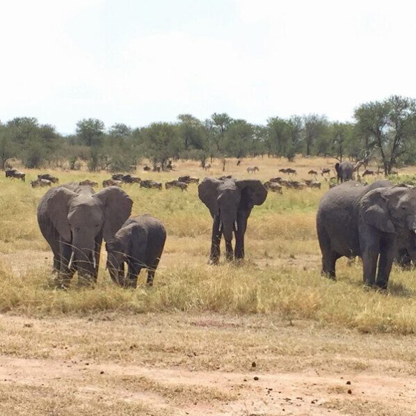 elephants wildebeests and zebra in serengeti