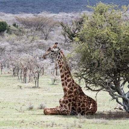giraffe sitting in eastern serengeti