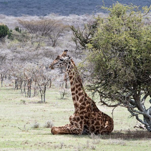 giraffe sitting in eastern serengeti
