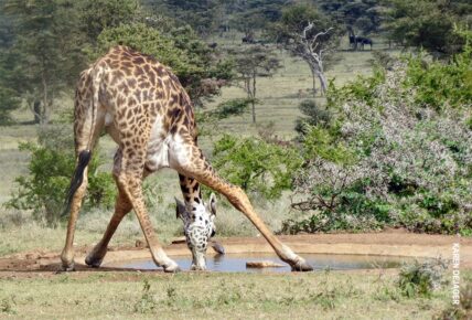 waterhole at eastern serengeti nyumba camp
