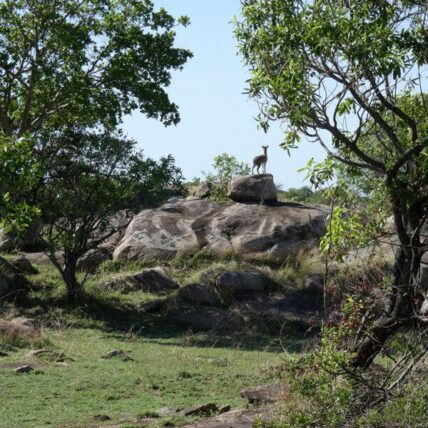 klipspringer on rock