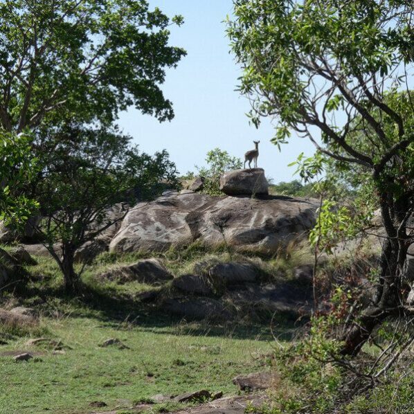 klipspringer on rock