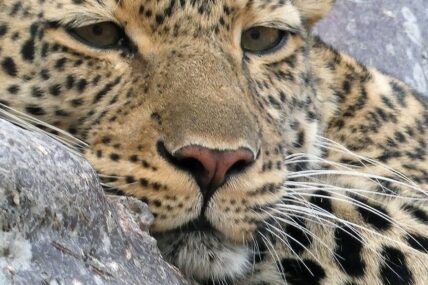 close up of leopard
