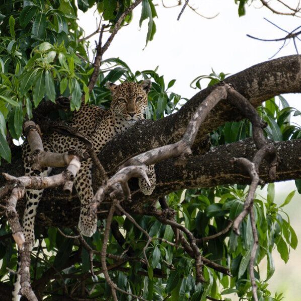 leopard in tree in tanzania serengeti