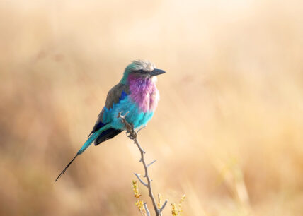 lilac breasted roller in serengeti tanzania