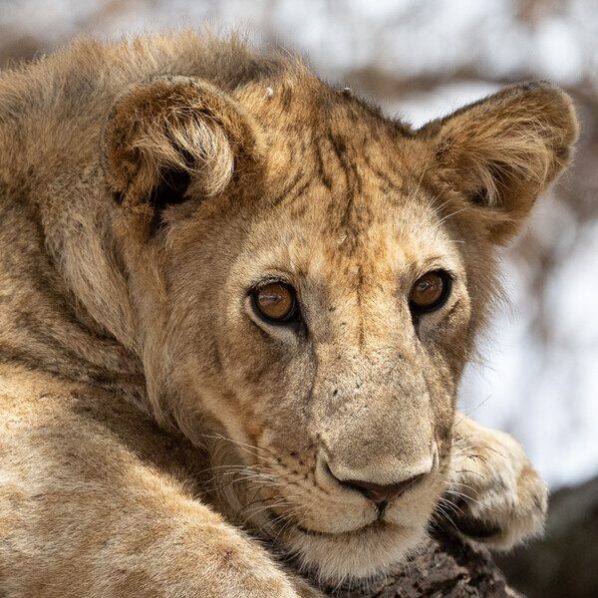 closeup of a lion cub