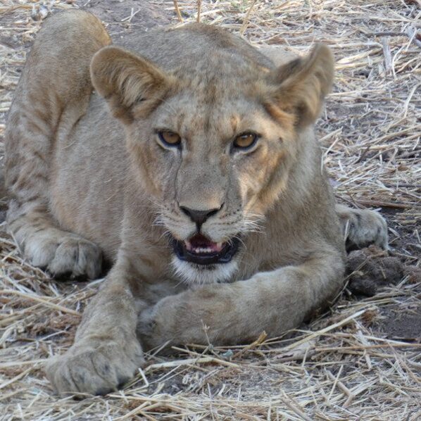 lion cub
