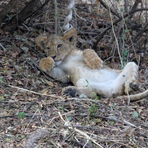 lion cub