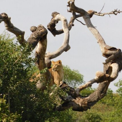 lion in tree branches in serengeti