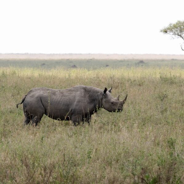 black rhino in serengeti tanzania