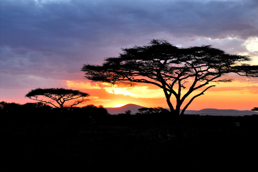 acacia trees in serengeti at sunrise