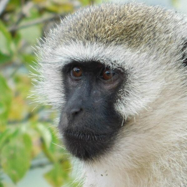 vervet monkey face close up