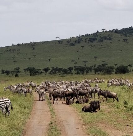 zebras and wildebeests in road in tanzania