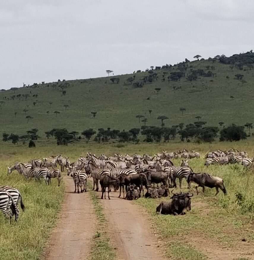 zebras and wildebeests in road in tanzania