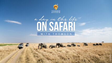 day in the life on thomson safari webinar