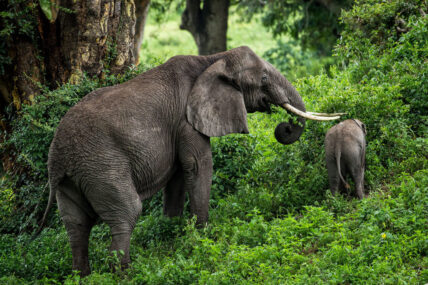 elephants during walk at gibbs farm