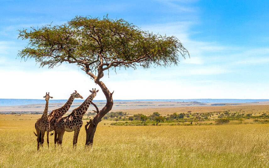 three giraffes under acacia tree without award text for travel + leisure world's best
