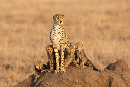 cheetah with cubs on termite mound in serengeti tanzania