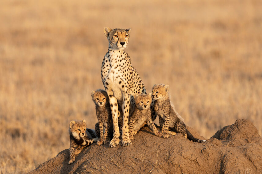 cheetah with cubs on termite mound in serengeti tanzania