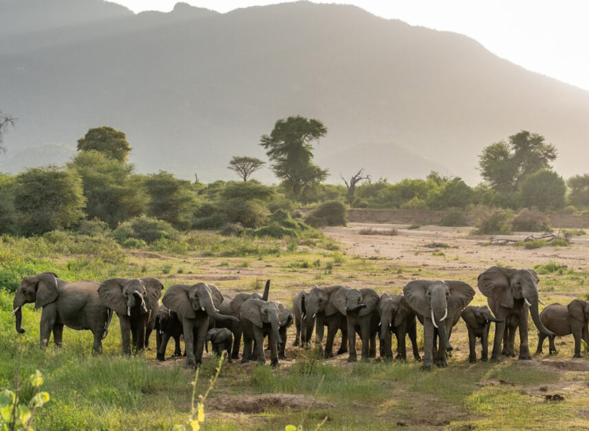 elephants at namunyak wildlife conservancy in kenya